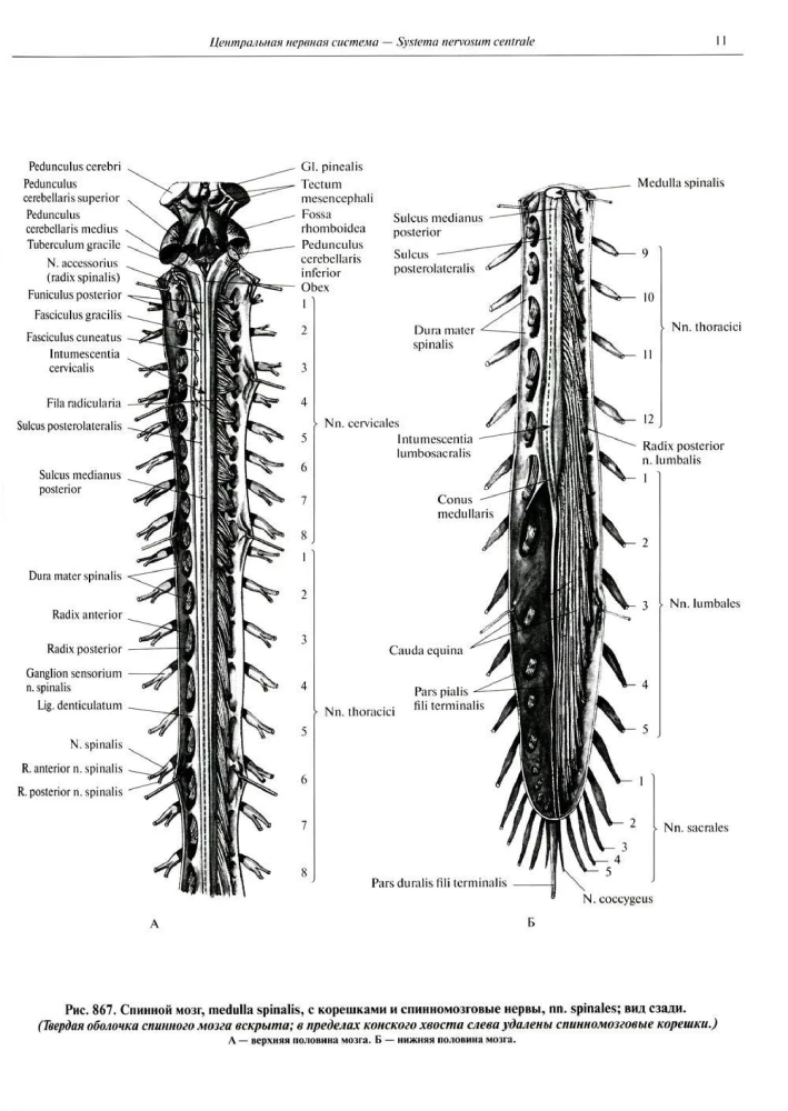 Inimese anatoomia atlas. Köide 3. Neuroloogia. Esteesiaoloogia